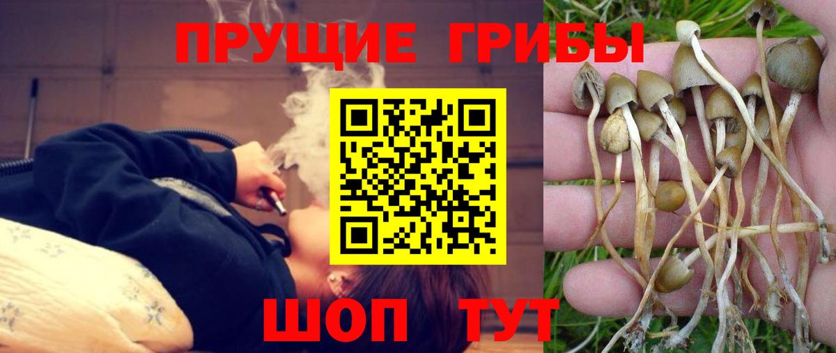 Псилоцибиновые грибы GOLDEN TEACHER  Железноводск  Псилоцибиновые грибы ЛСД 
